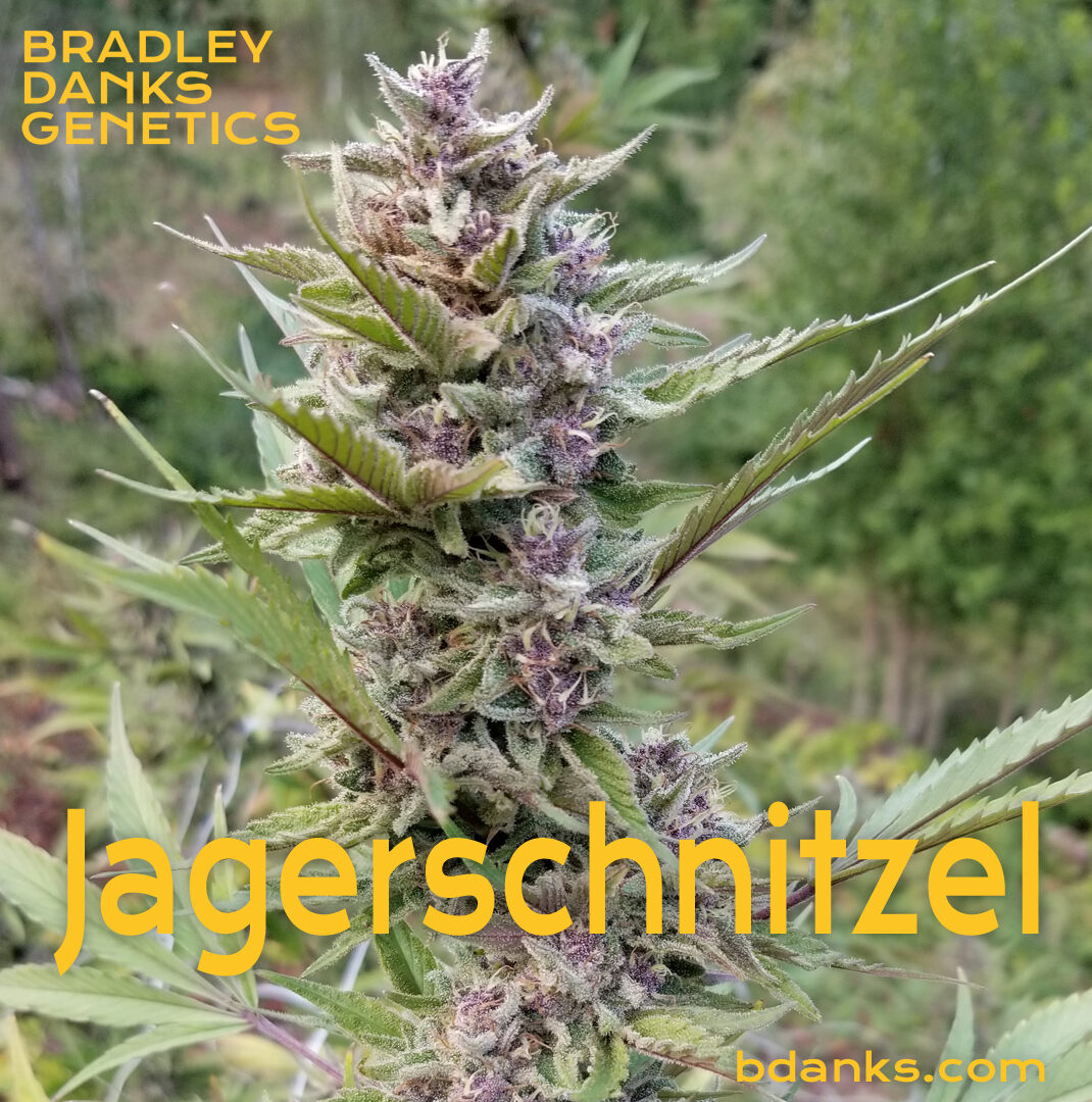 jagersnitzel reg seeds