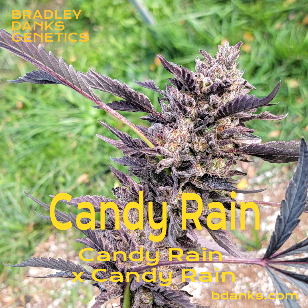 candyrain fem seed