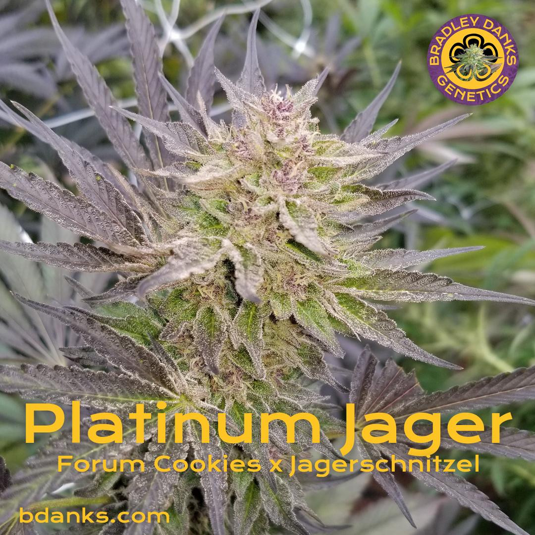 platinum jager feminized seeds