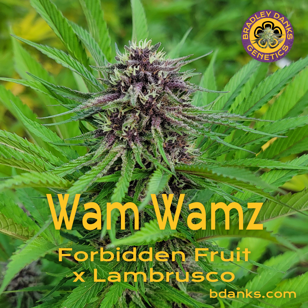 wam wams feminized seed