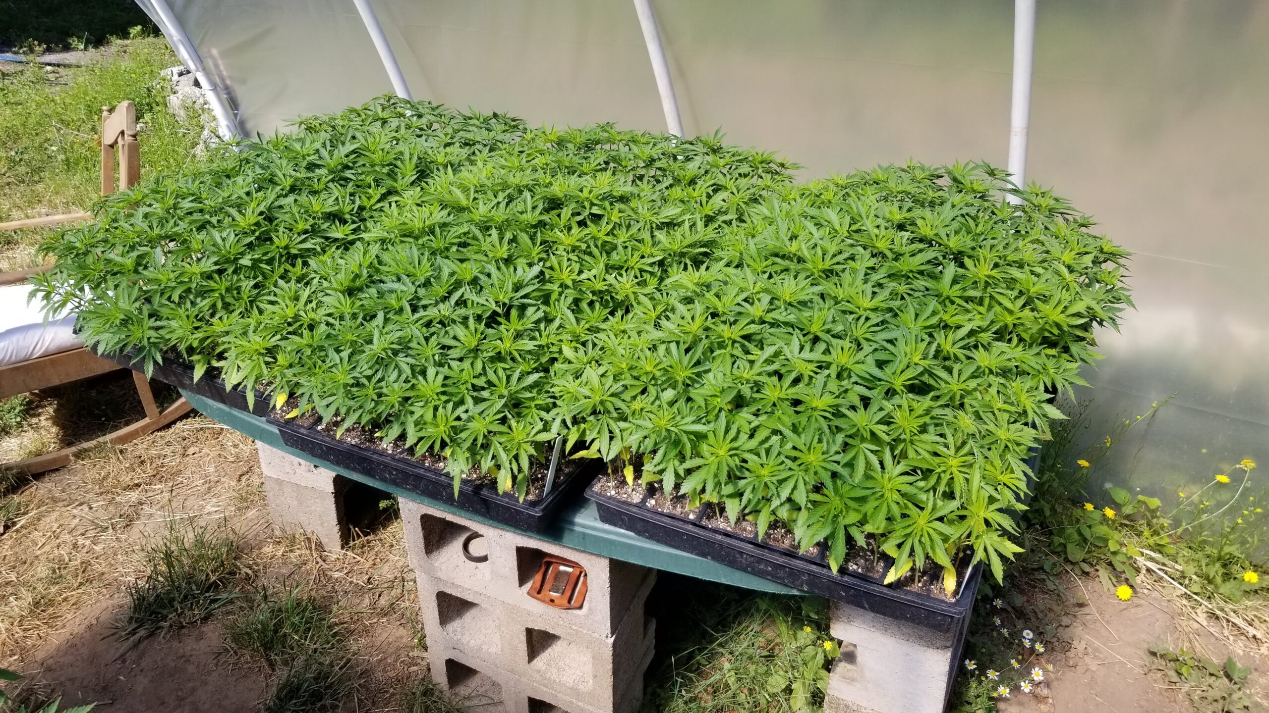 seed germinating outdoor